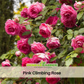 30 Rare Seeds | Pink Climbing Rose Bush Seed Flower #1108