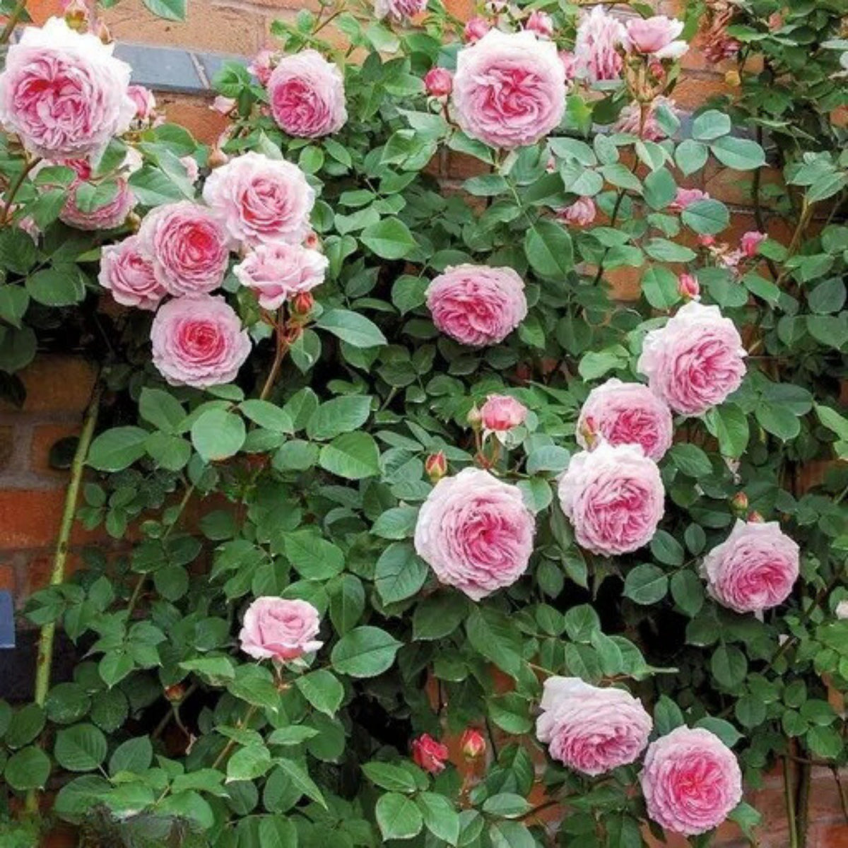 Pink Climbing Rose Bush Seeds, 30 seeds