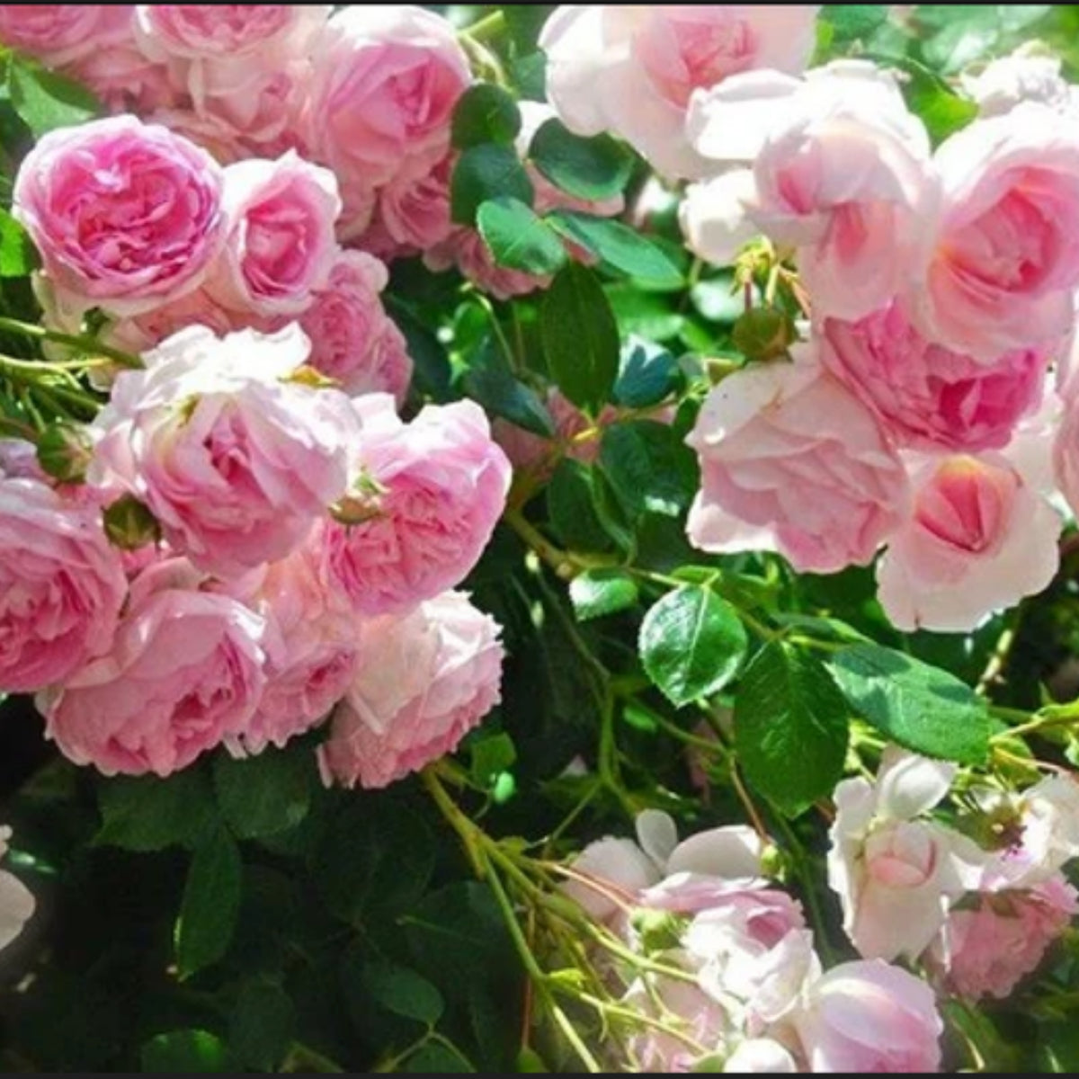 Pink Climbing Rose Bush Seeds, 30 seeds