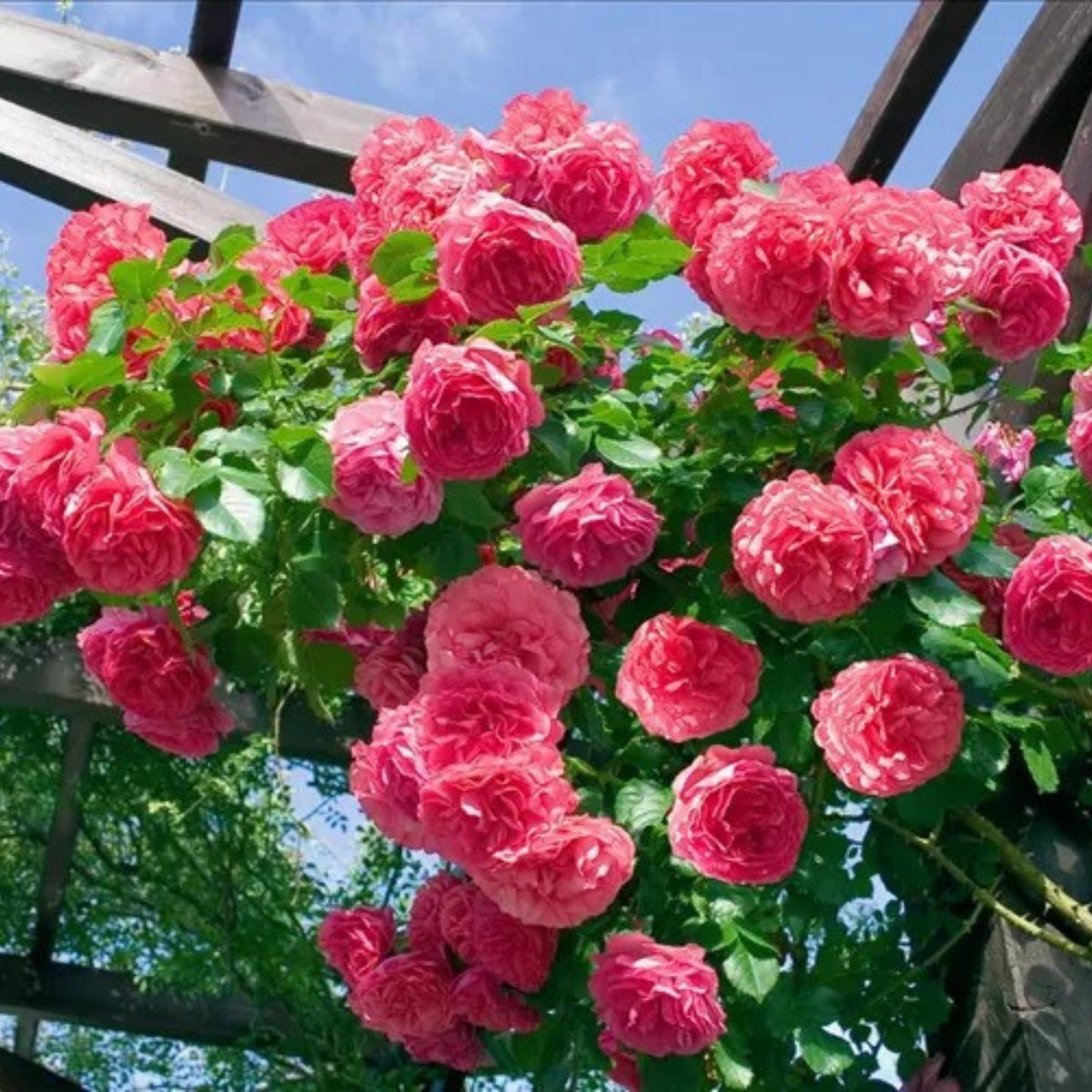 Pink Climbing Rose Bush Seeds, 30 seeds