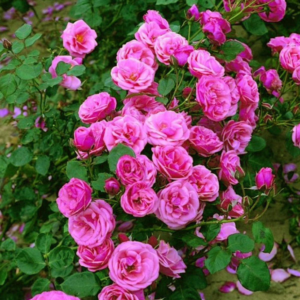 Pink Climbing Rose Bush Seeds, 30 seeds