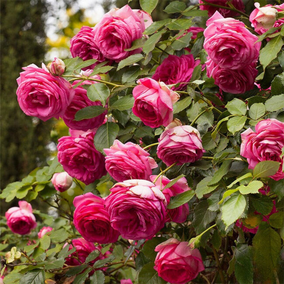 Pink Climbing Rose Bush Seeds, 30 seeds