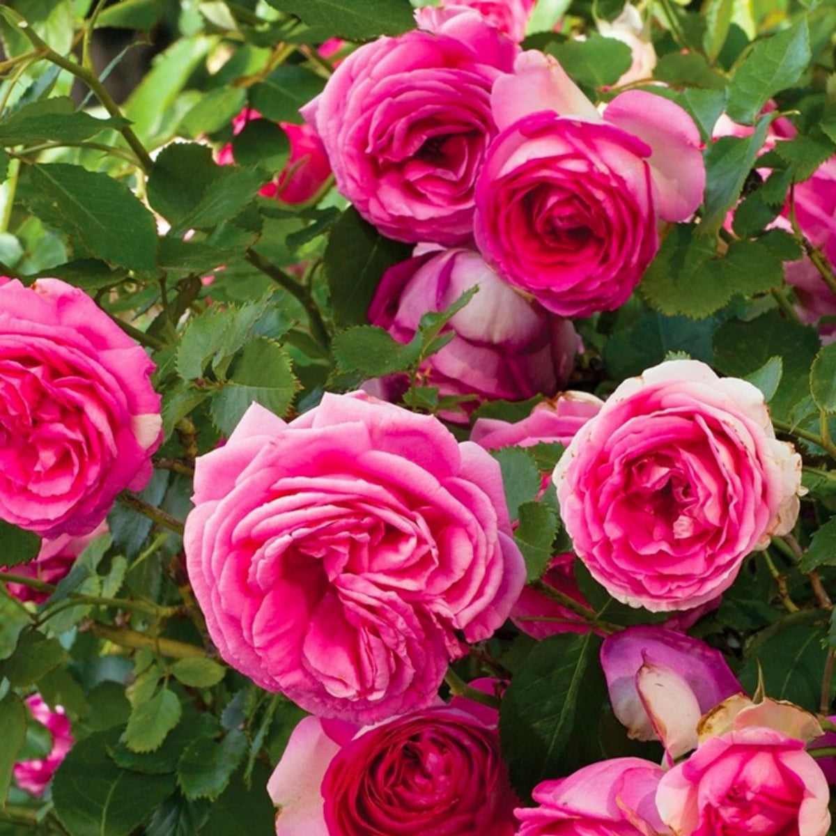 Pink Climbing Rose Bush Seeds, 30 seeds