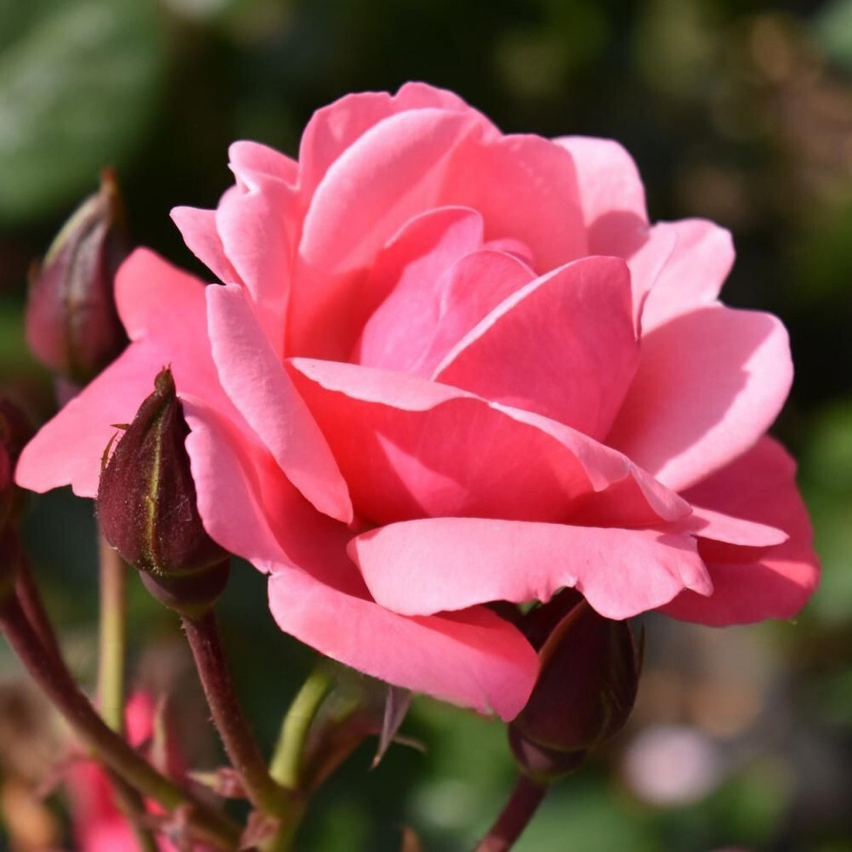 Pink Climbing Rose Bush Seeds, 30 seeds