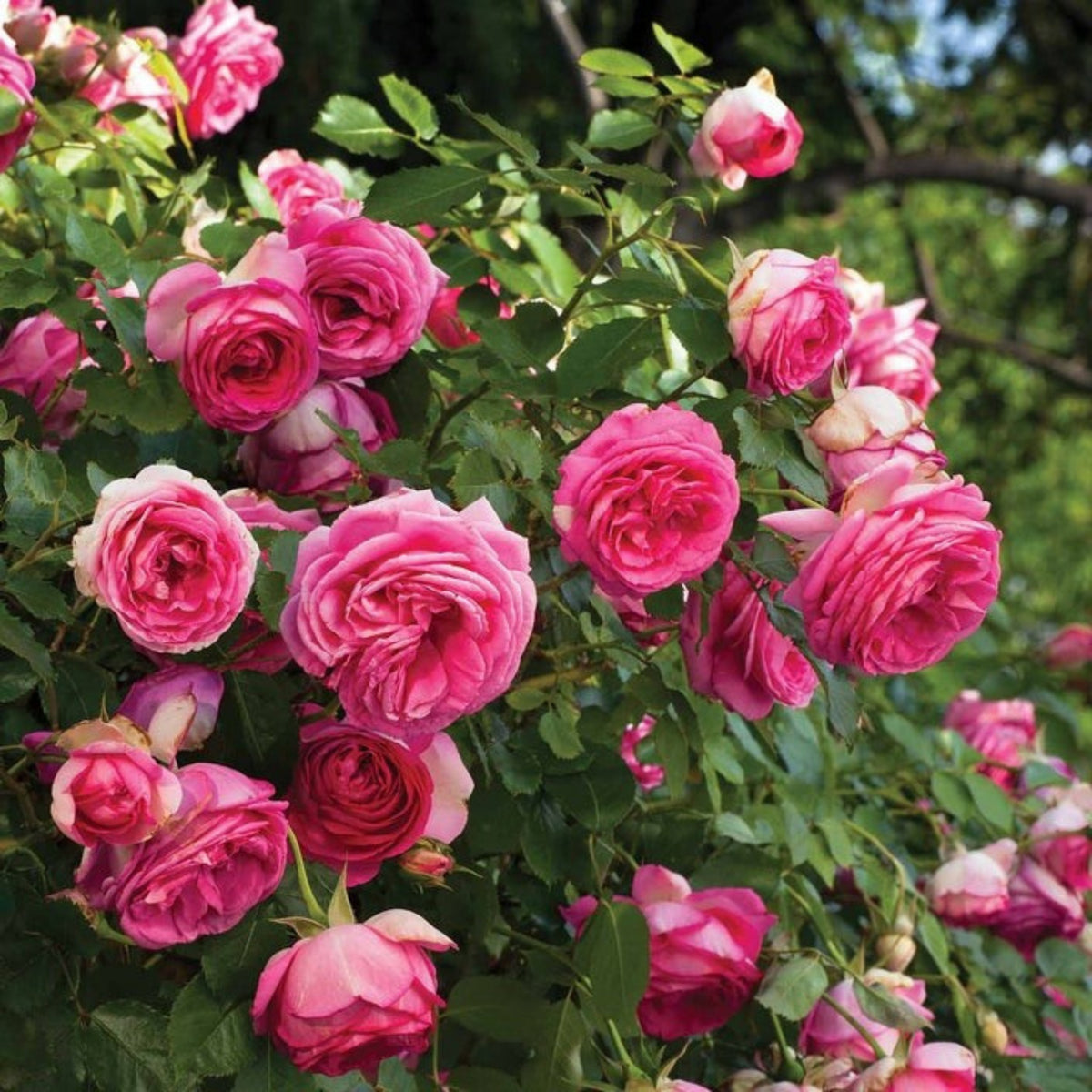 Pink Climbing Rose Bush Seeds, 30 seeds