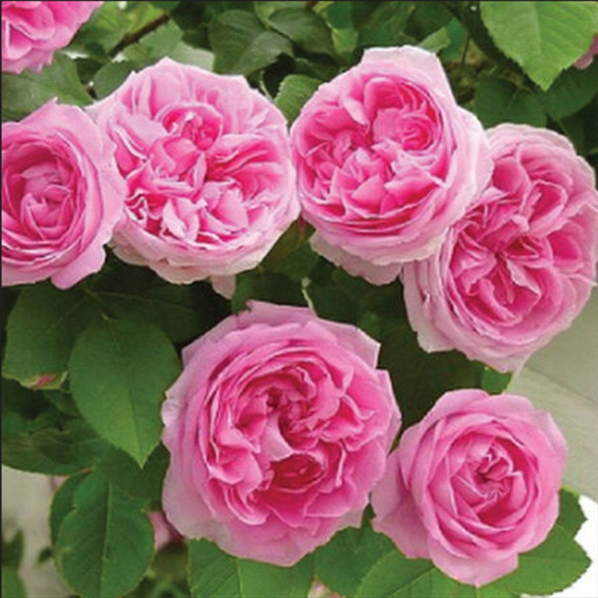 Pink Climbing Rose Bush Seeds, 30 seeds
