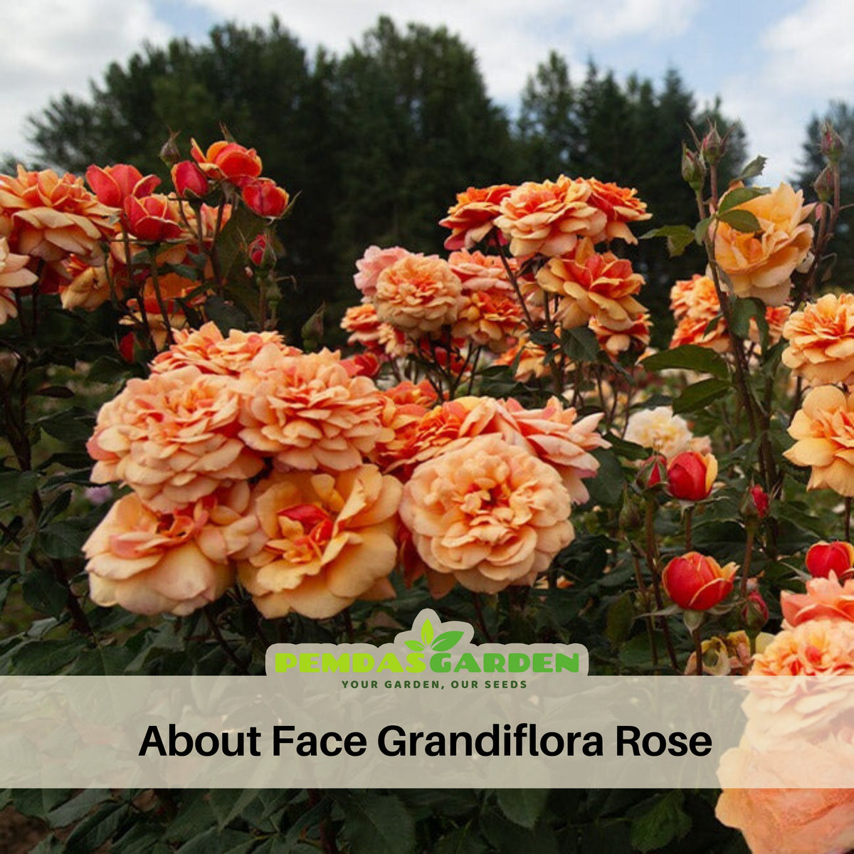About Face Rosa Grandiflora Rose Seeds, 30 seeds