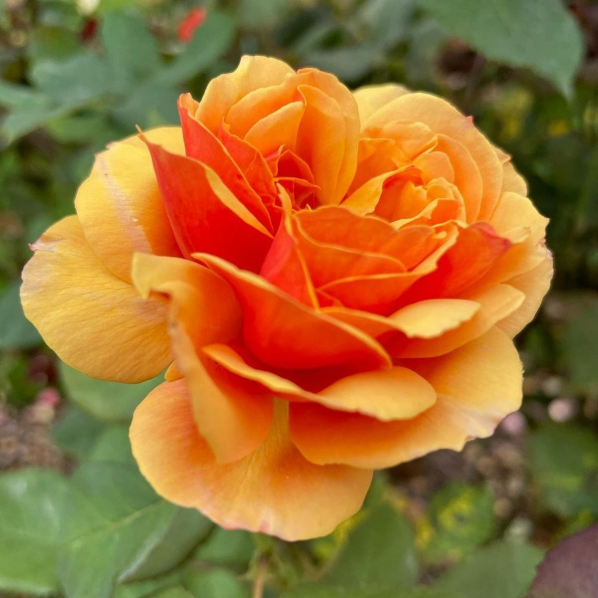 About Face Rosa Grandiflora Rose Seeds, 30 seeds