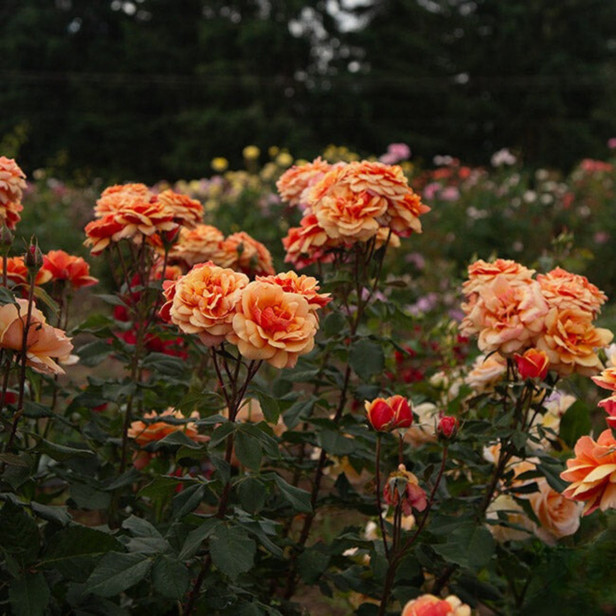 About Face Rosa Grandiflora Rose Seeds, 30 seeds