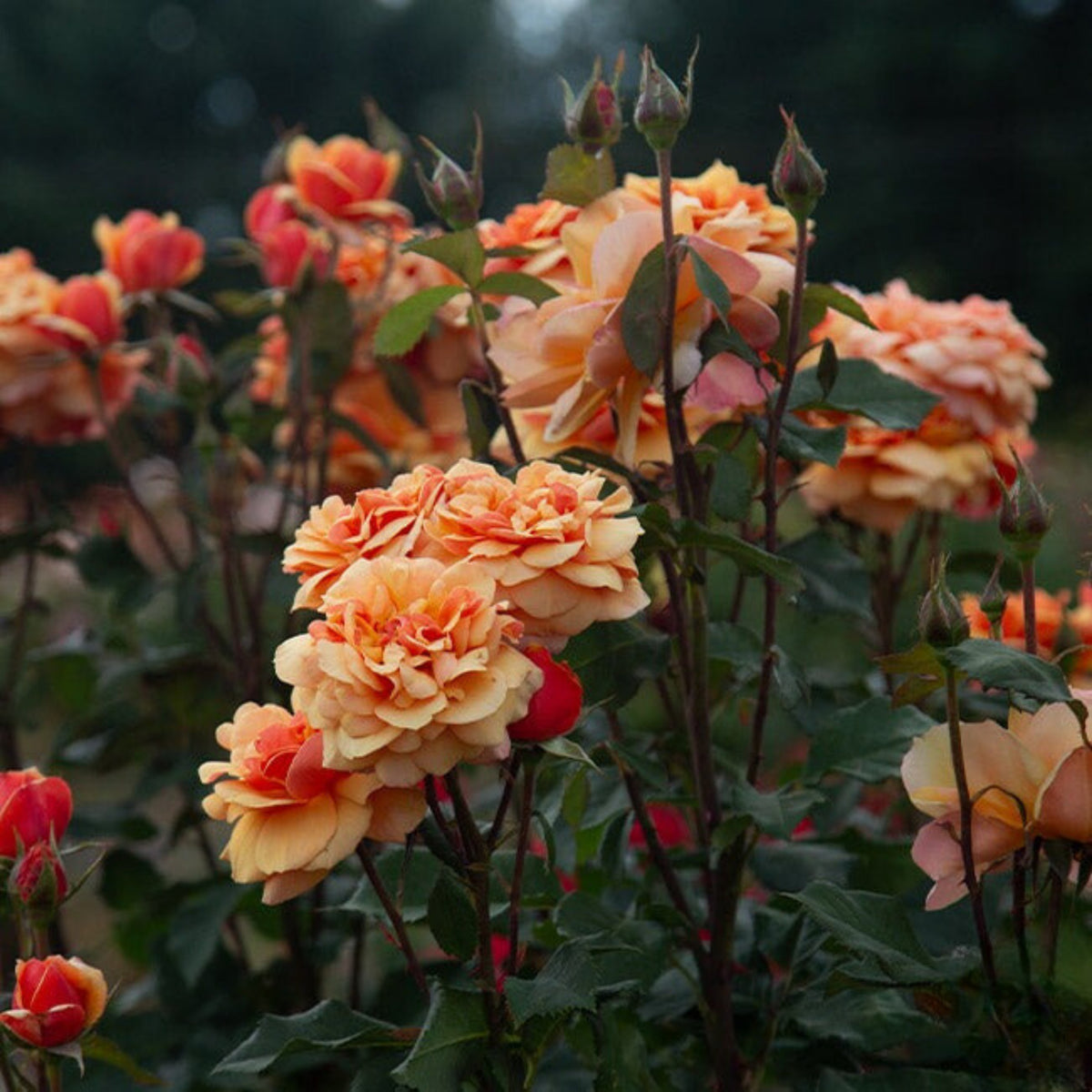 About Face Rosa Grandiflora Rose Seeds, 30 seeds