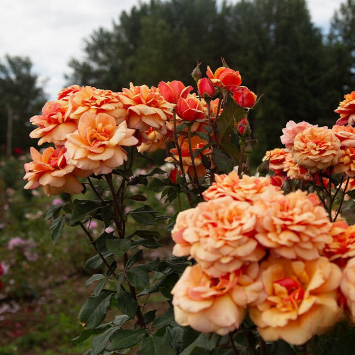 About Face Rosa Grandiflora Rose Seeds, 30 seeds