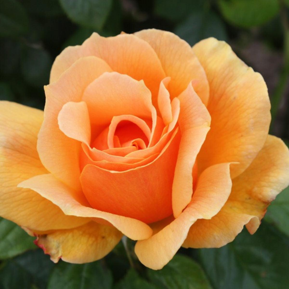 About Face Rosa Grandiflora Rose Seeds, 30 seeds