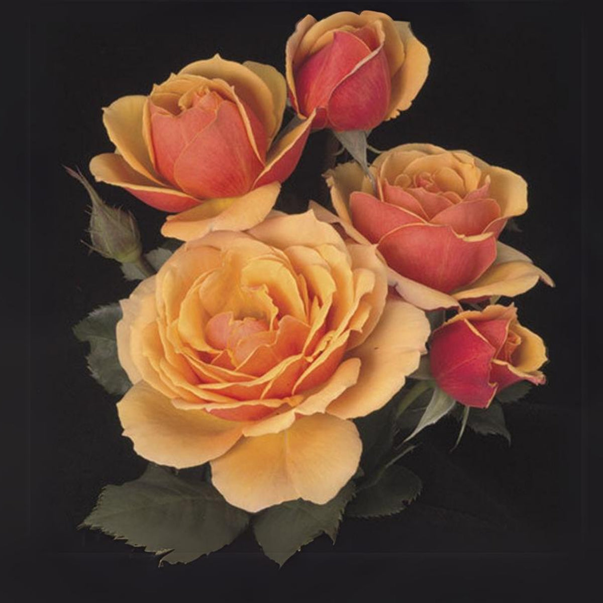 About Face Rosa Grandiflora Rose Seeds, 30 seeds