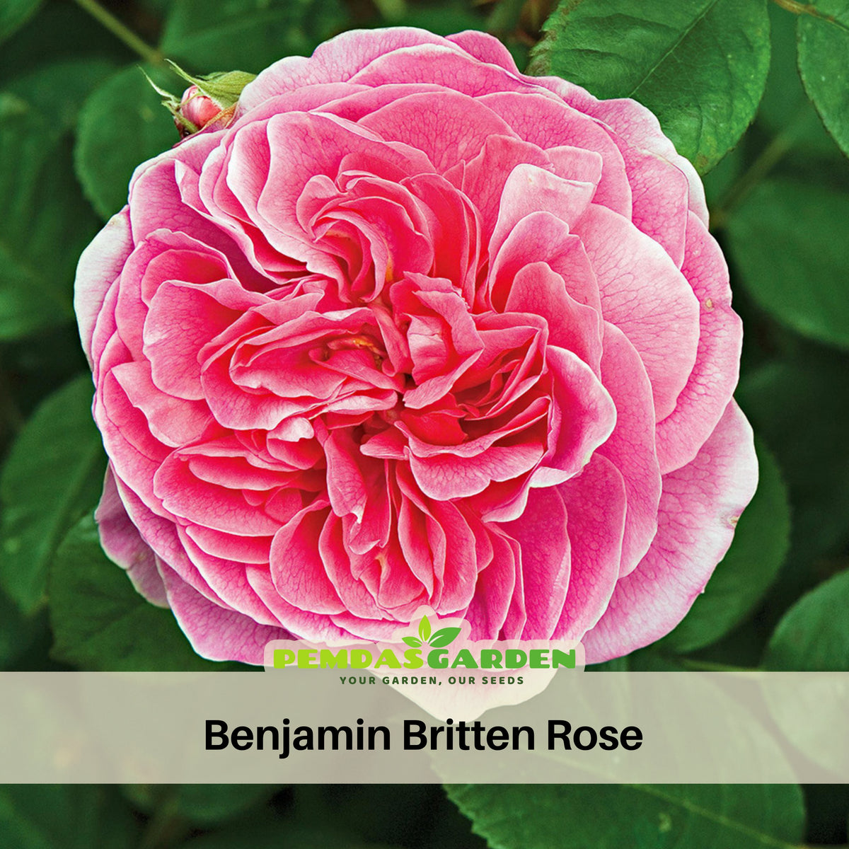 Benjamin Britten Rose Bush Flower Seeds, 30 seeds