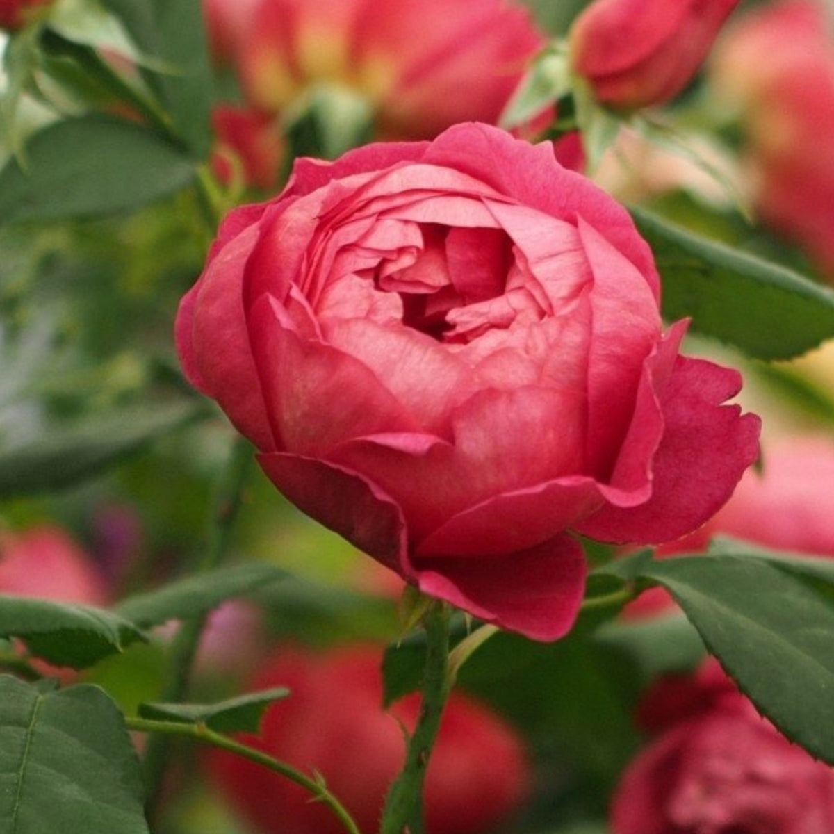 Benjamin Britten Rose Bush Flower Seeds, 30 seeds