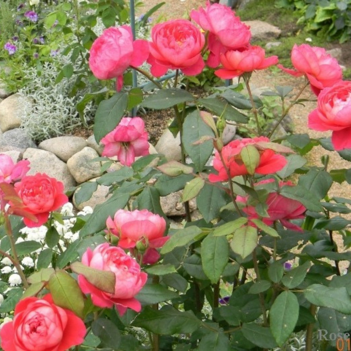 Pink Carefree Wonder Shrub Rose Flower Seeds, 30 seeds