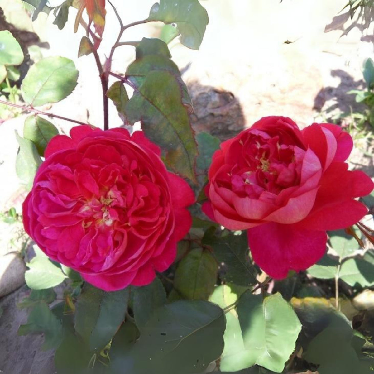 Pink Carefree Wonder Shrub Rose Flower Seeds, 30 seeds