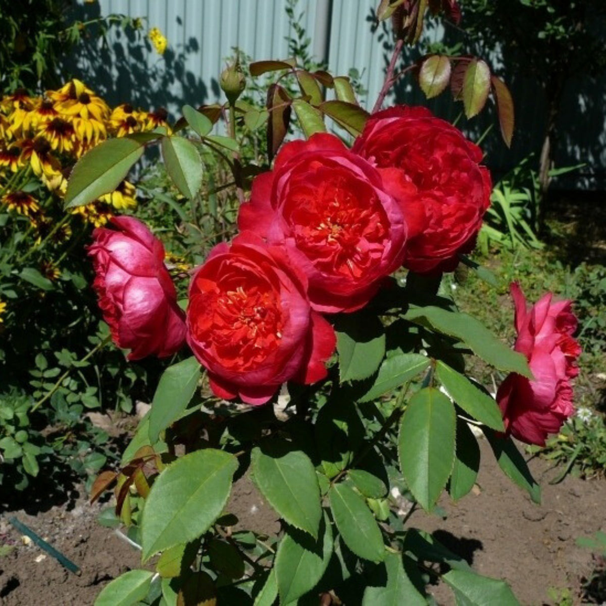 Pink Carefree Wonder Shrub Rose Flower Seeds, 30 seeds