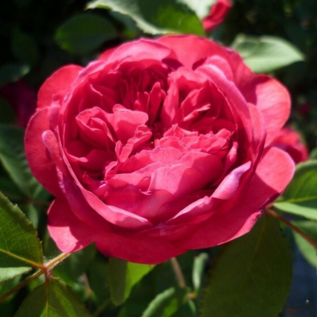 Pink Carefree Wonder Shrub Rose Flower Seeds, 30 seeds