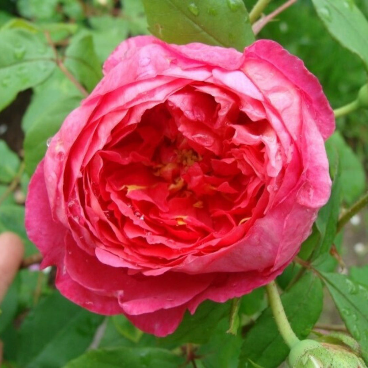 Pink Carefree Wonder Shrub Rose Flower Seeds, 30 seeds