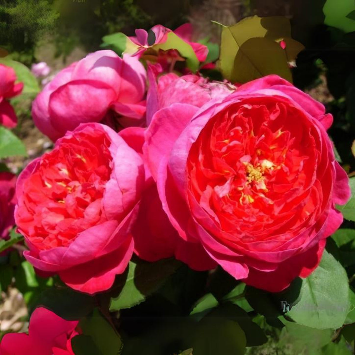 Pink Carefree Wonder Shrub Rose Flower Seeds, 30 seeds