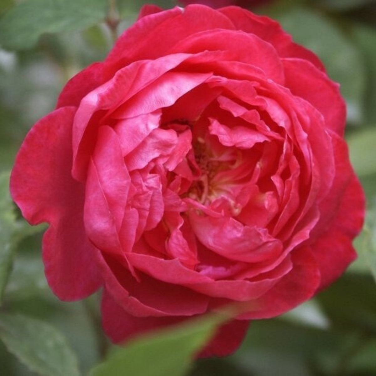 Pink Carefree Wonder Shrub Rose Flower Seeds, 30 seeds
