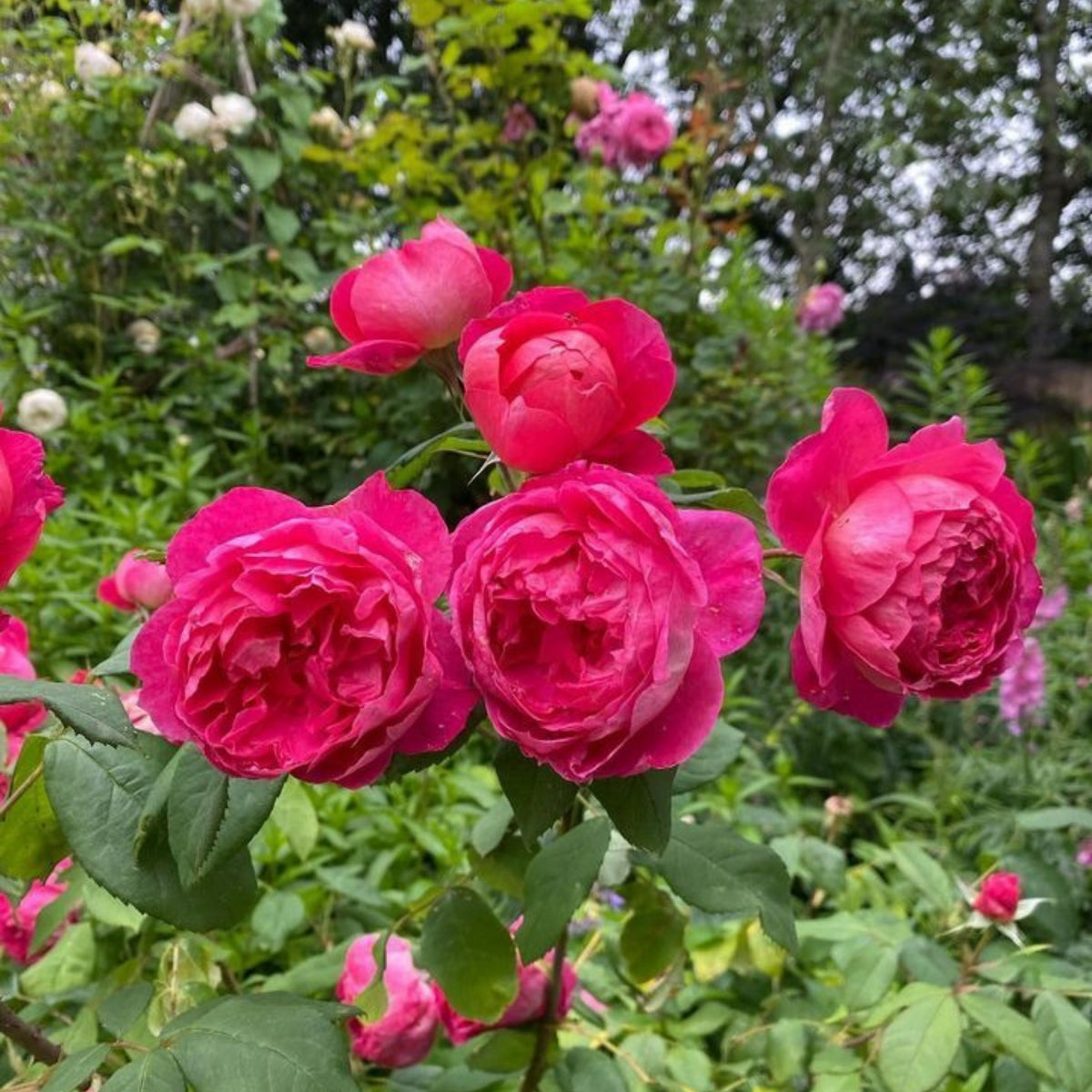 Pink Carefree Wonder Shrub Rose Flower Seeds, 30 seeds