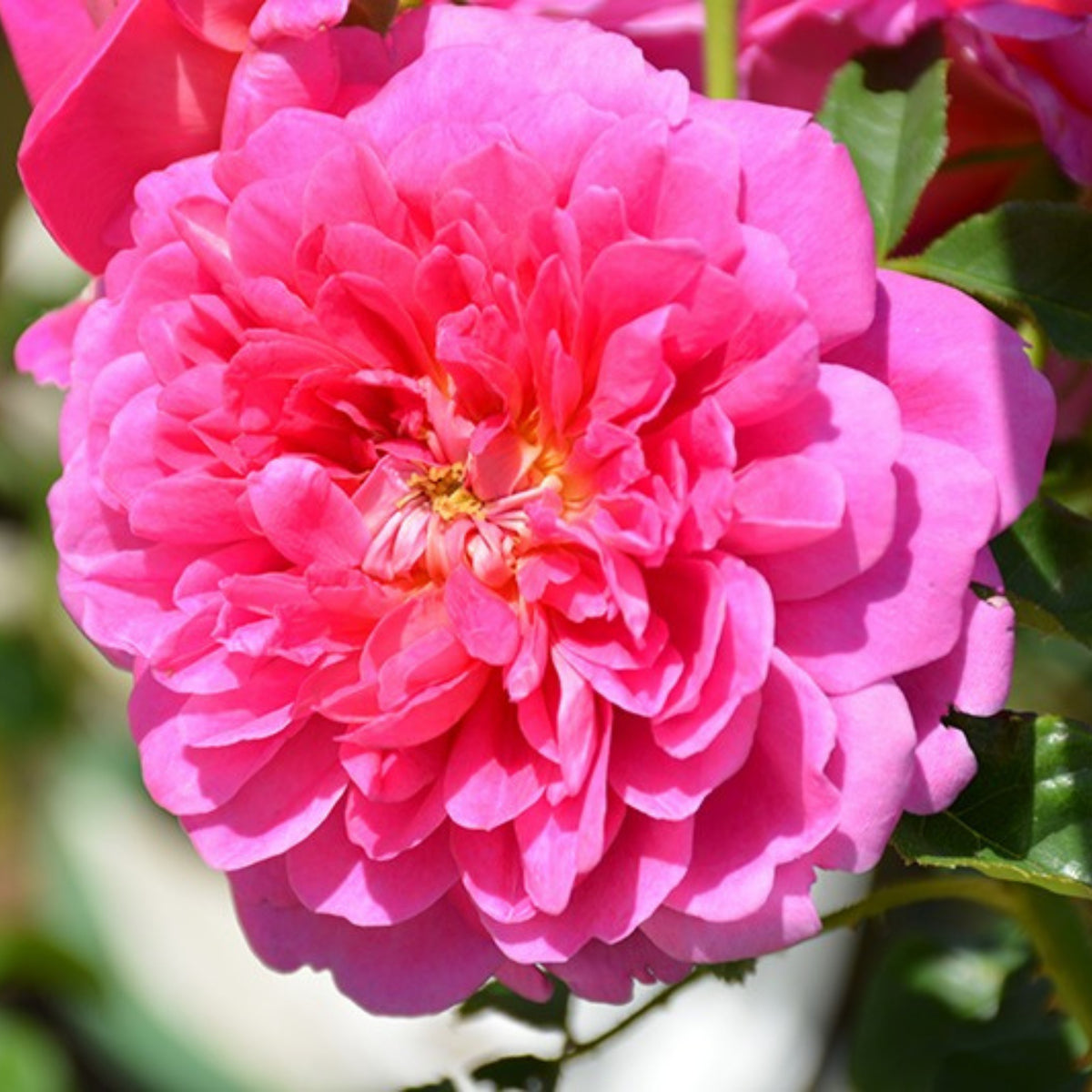 Benjamin Britten Rose Bush Flower Seeds, 30 seeds