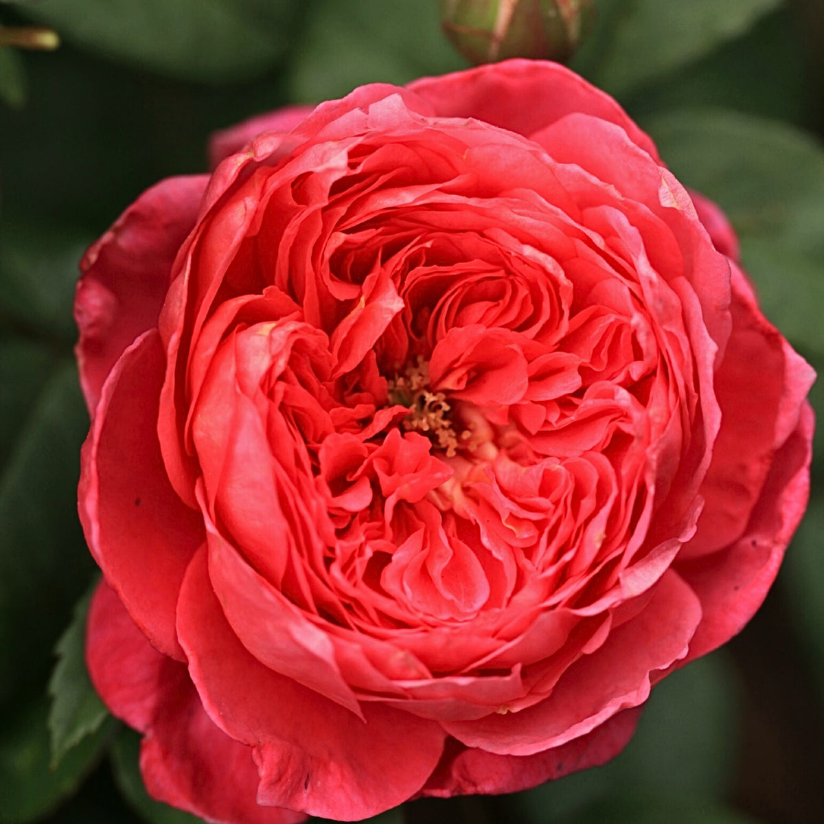 Benjamin Britten Rose Bush Flower Seeds, 30 seeds