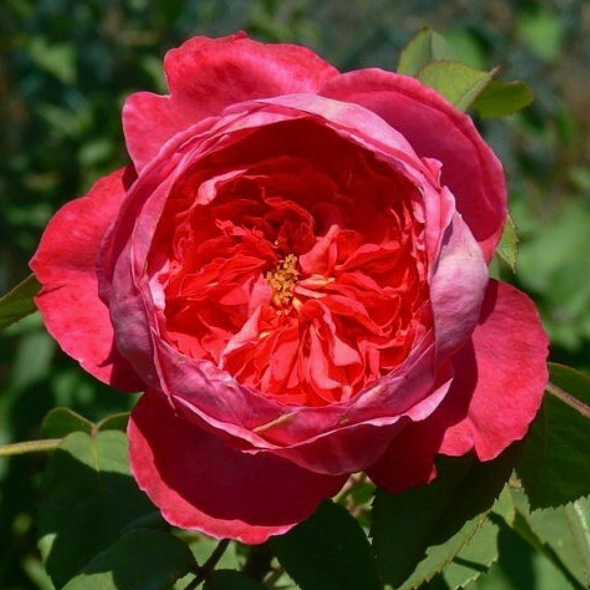 Benjamin Britten Rose Bush Flower Seeds, 30 seeds