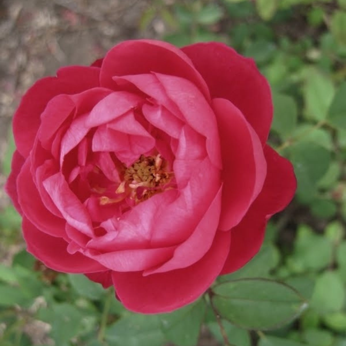 Benjamin Britten Rose Bush Flower Seeds, 30 seeds