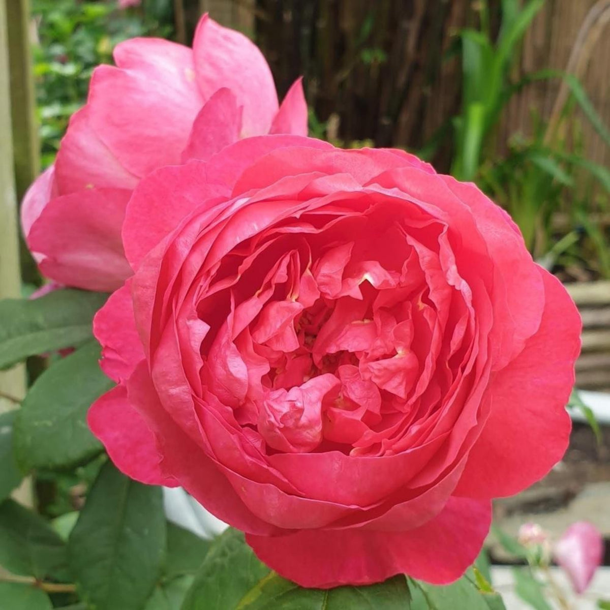 Benjamin Britten Rose Bush Flower Seeds, 30 seeds