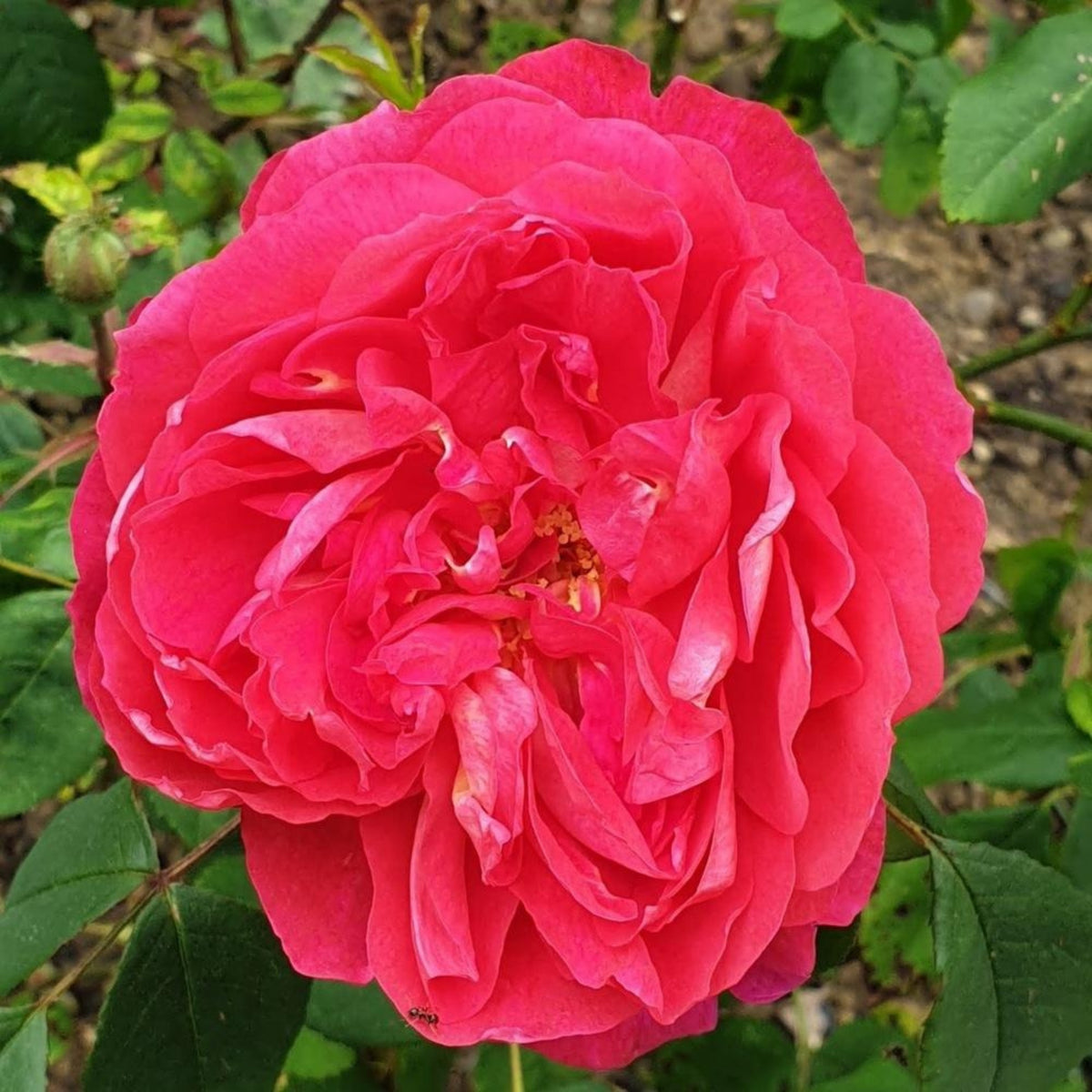 Benjamin Britten Rose Bush Flower Seeds, 30 seeds
