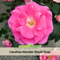 30 Rare seed | Pink Carefree Wonder Shrub Rose Flower Seeds #1114