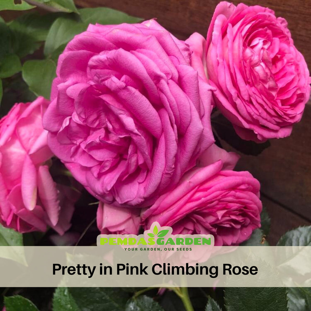Pretty in Pink Climbing Rose Bush Flower Seeds, 30 seeds