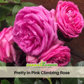 30 Rare Seeds| Pretty in Pink Climbing Rose Bush Flower Seeds #1115