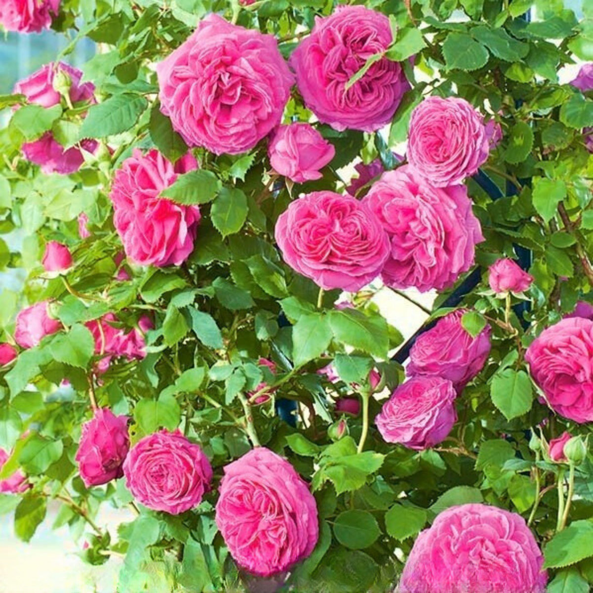 Pretty in Pink Climbing Rose Bush Flower Seeds, 30 seeds