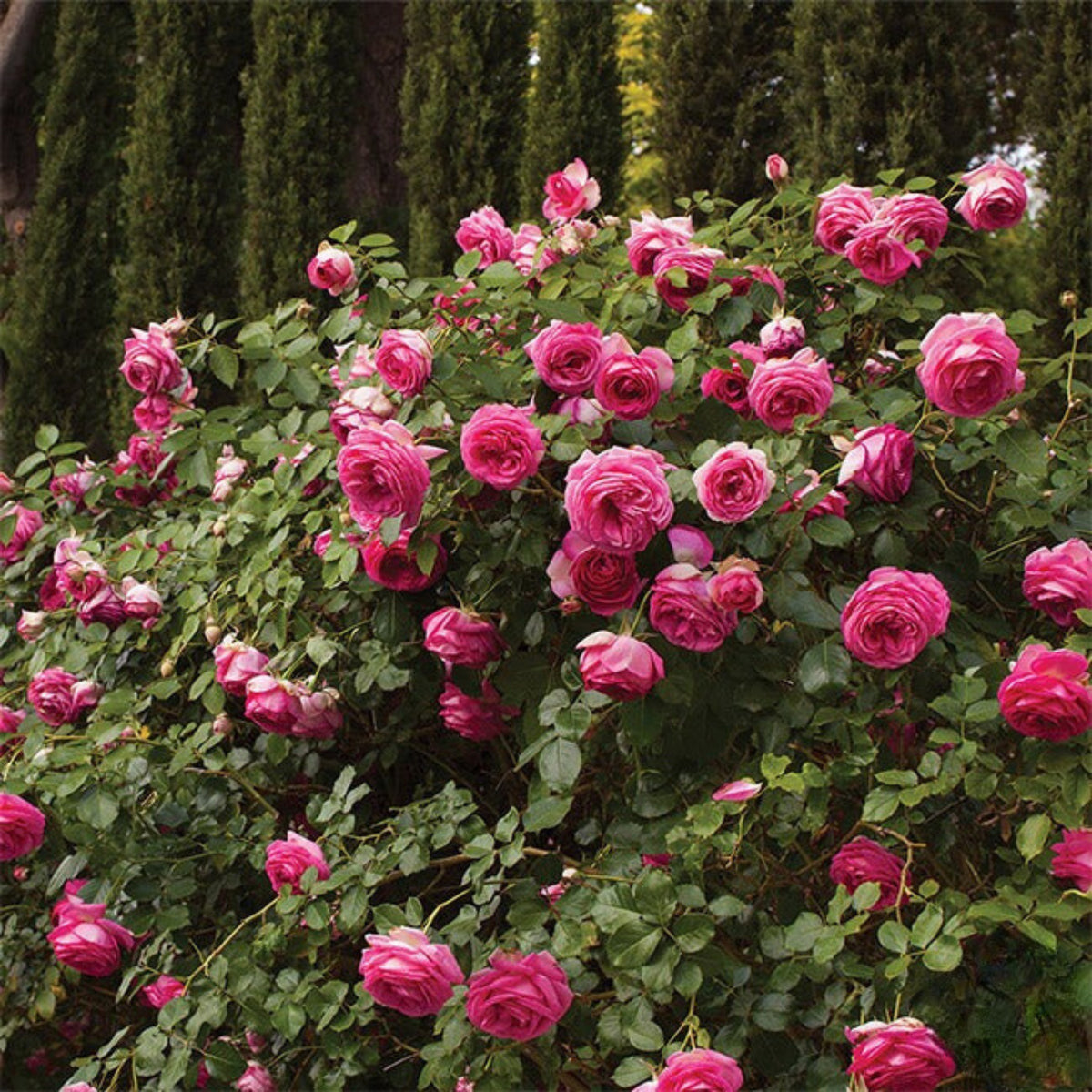 Pretty in Pink Climbing Rose Bush Flower Seeds, 30 seeds
