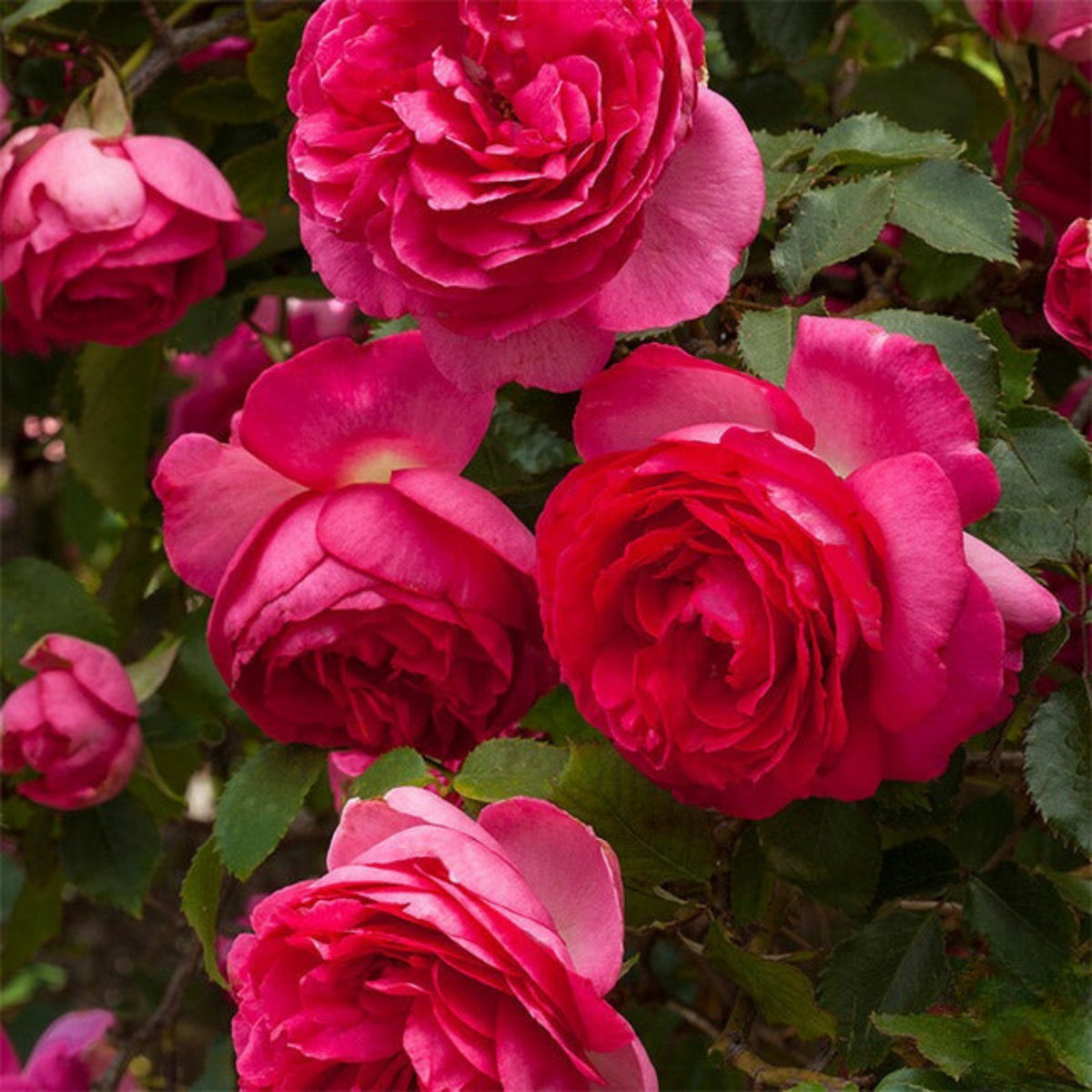 Pretty in Pink Climbing Rose Bush Flower Seeds, 30 seeds