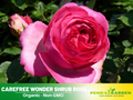 30 Rare Seeds| Pretty in Pink Climbing Rose Bush Flower Seeds #1115
