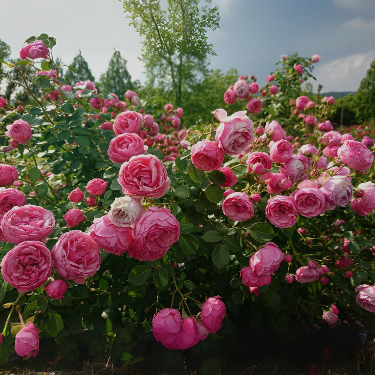 Pretty in Pink Climbing Rose Bush Flower Seeds, 30 seeds