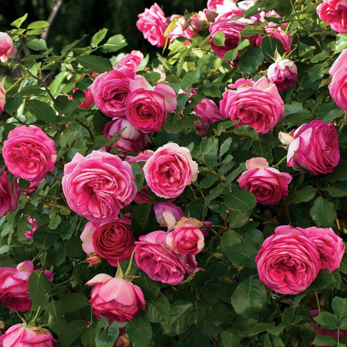 Pretty in Pink Climbing Rose Bush Flower Seeds, 30 seeds