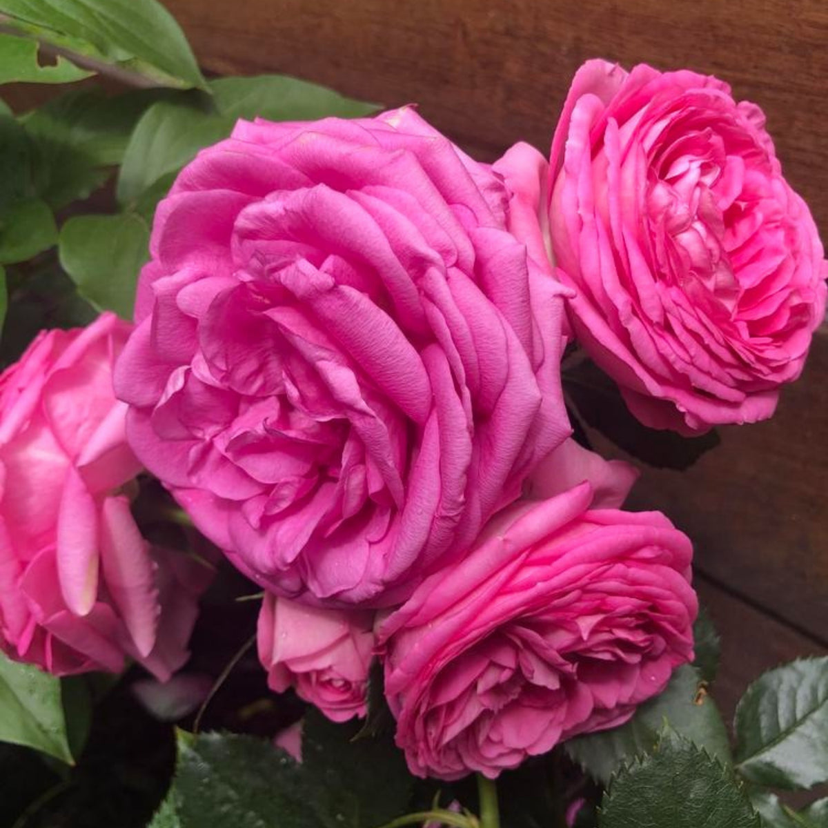 Pretty in Pink Climbing Rose Bush Flower Seeds, 30 seeds