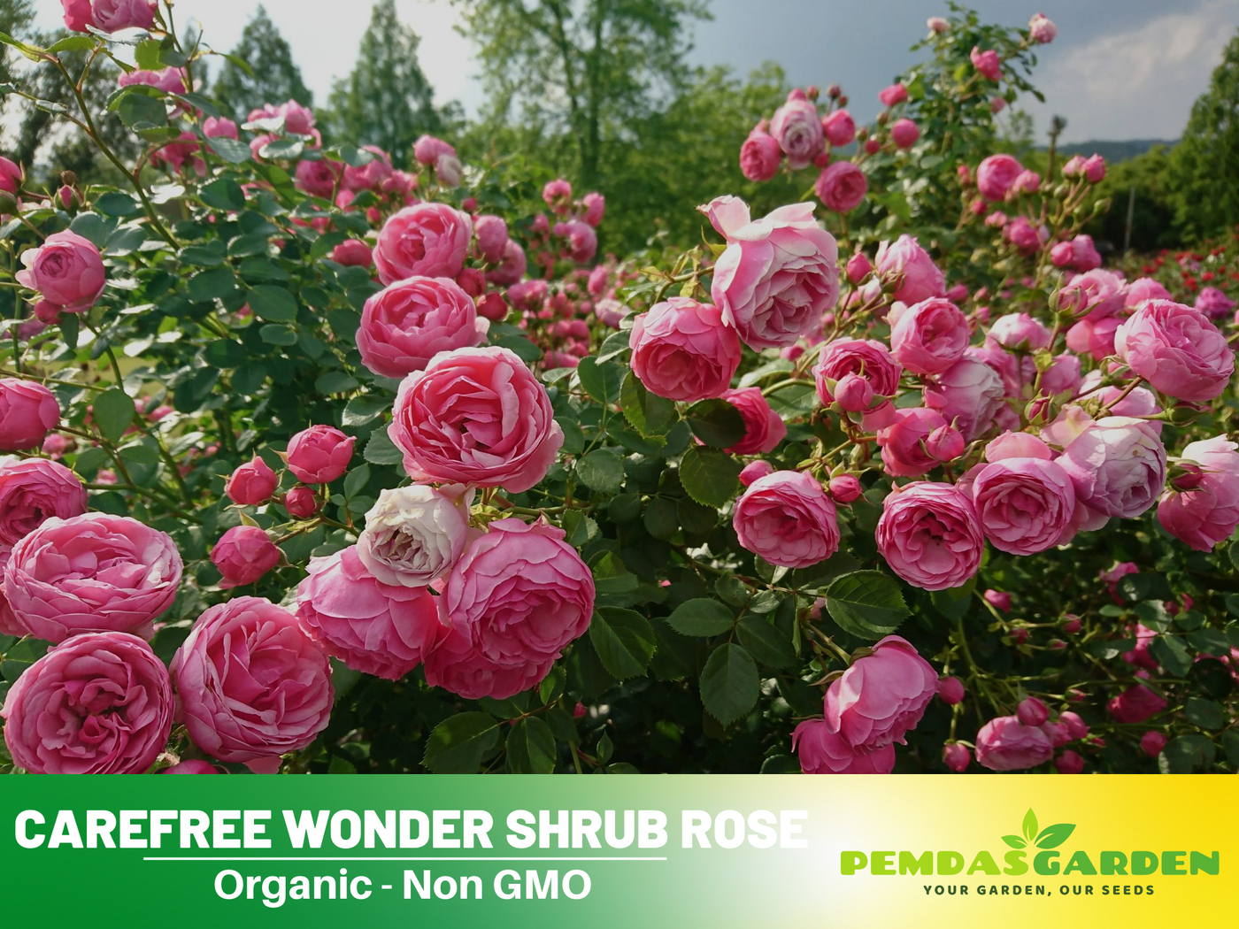 rare plant seeds for sale 30 Rare Seeds| Pretty in Pink Climbing Rose Bush Flower Seeds #1115 – PEMDASGARDEN