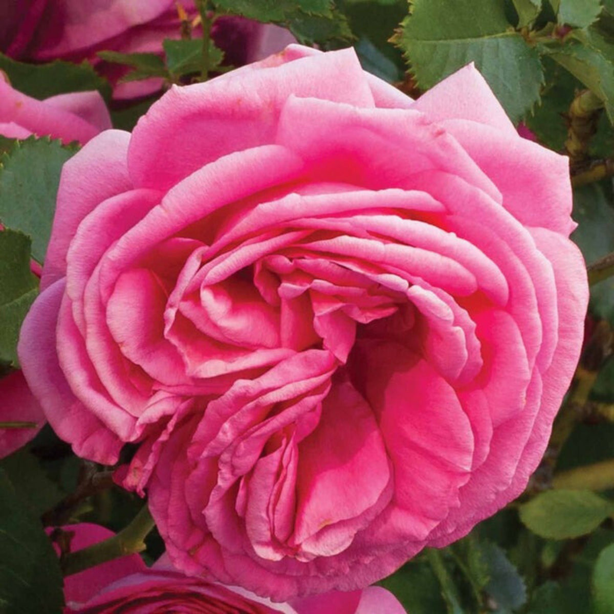 Pretty in Pink Climbing Rose Bush Flower Seeds, 30 seeds