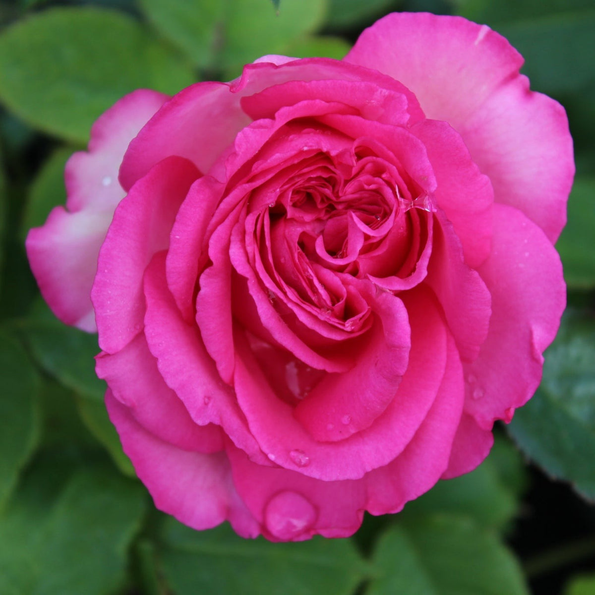 Pretty in Pink Climbing Rose Bush Flower Seeds, 30 seeds