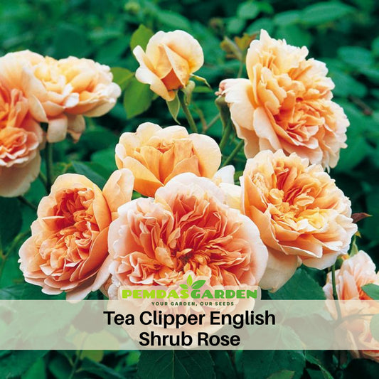 Tea Clipper Rose Bush Flower Seeds, 30 seeds