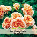 30 Rare Seeds| Tea Clipper Rose Bush Flower Seeds #1116