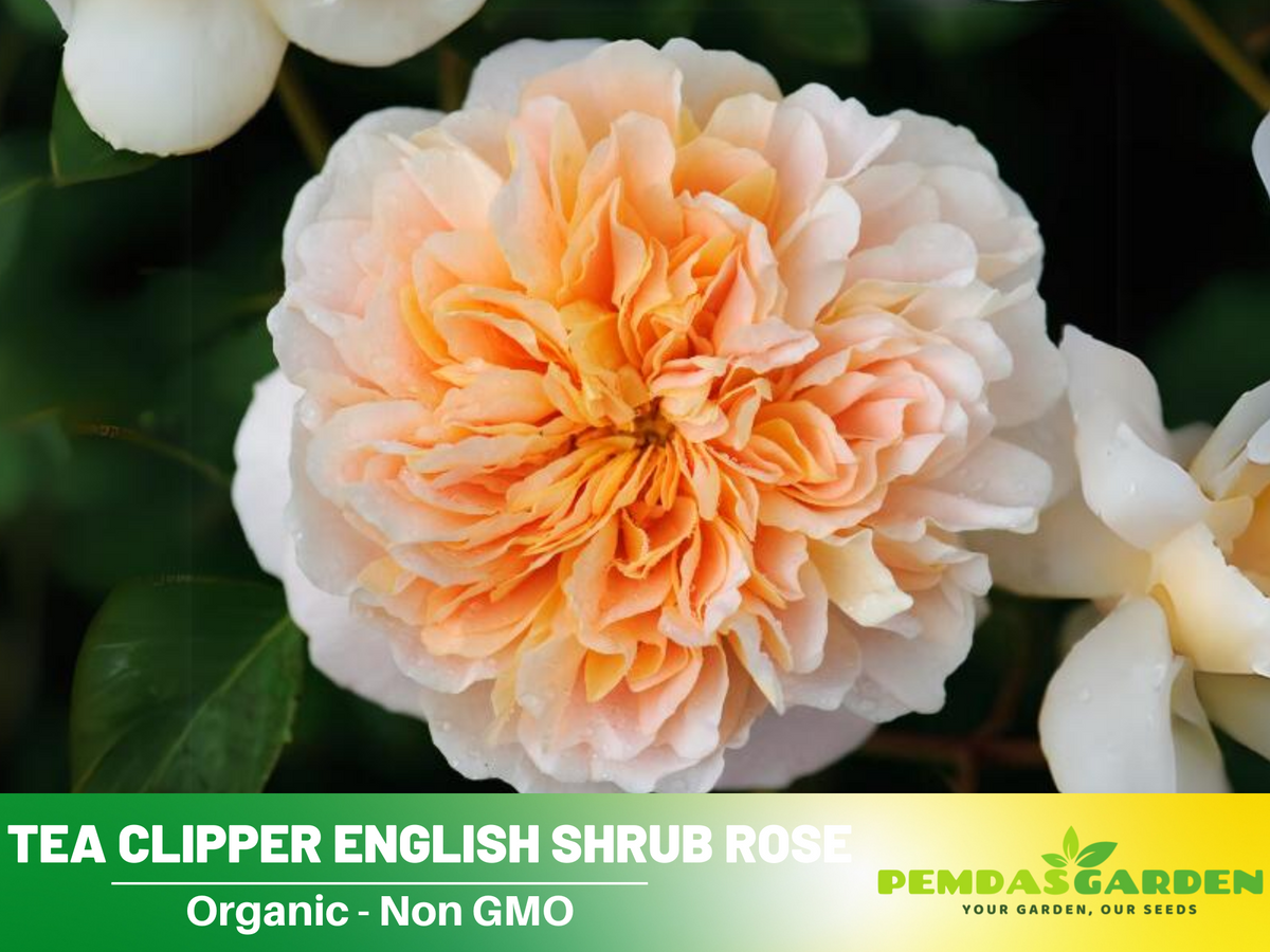 30 Rare Seeds| Tea Clipper Rose Bush Flower Seeds #1116