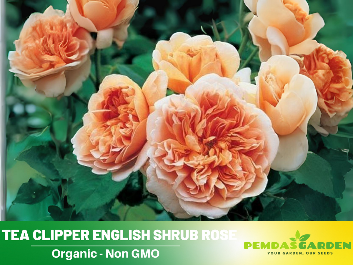 30 Rare Seeds| Tea Clipper Rose Bush Flower Seeds #1116